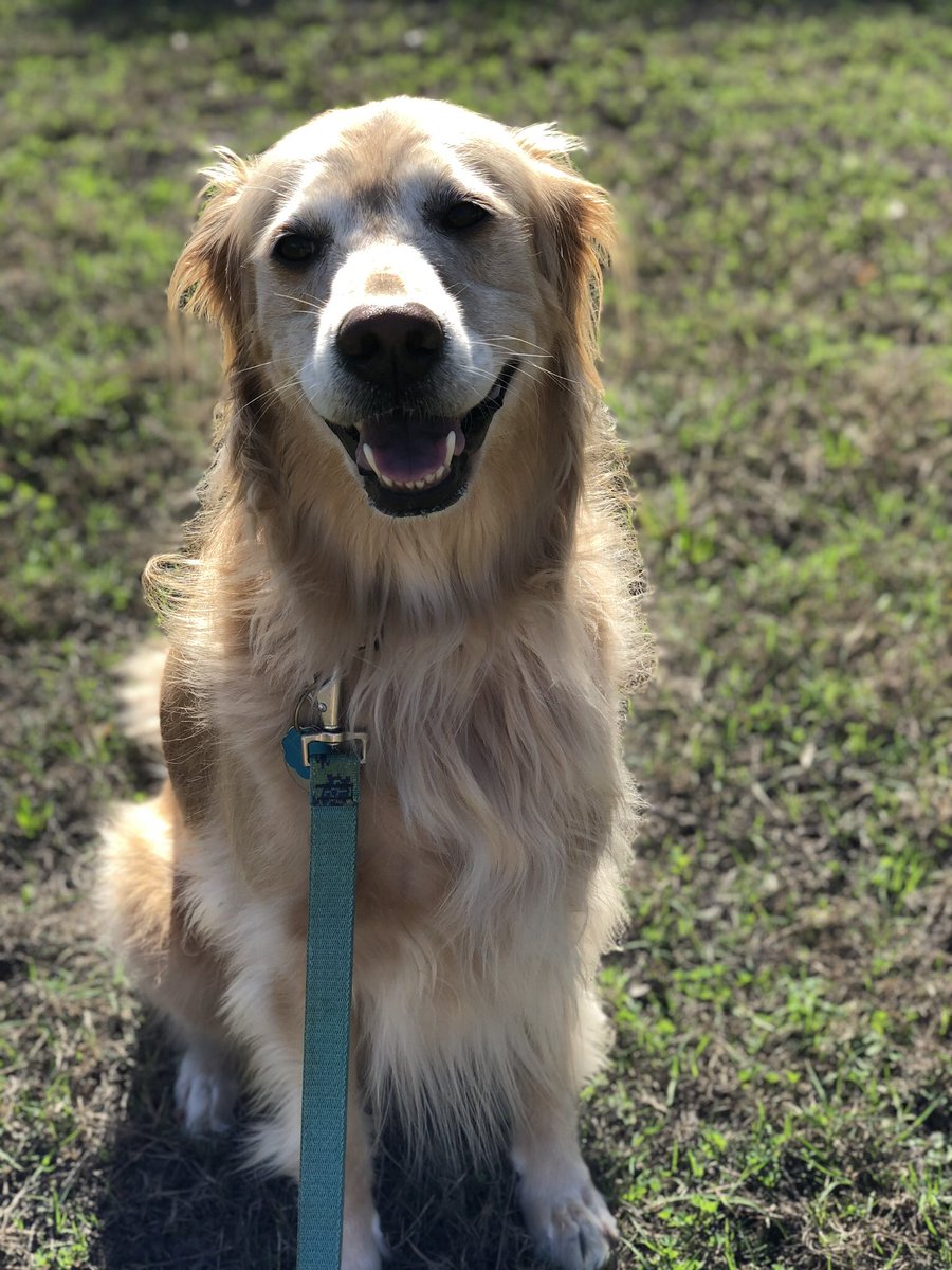 KayleenYoung's tweet photo. @dog_rates So happy to hear Tammy is getting the help she deserves!! Just lost my sweet girl to a malignant mast cell tumor. Miss her every day. Best wishes to Tammy and family ❤️❤️ https://t.co/A6jxJGf36X