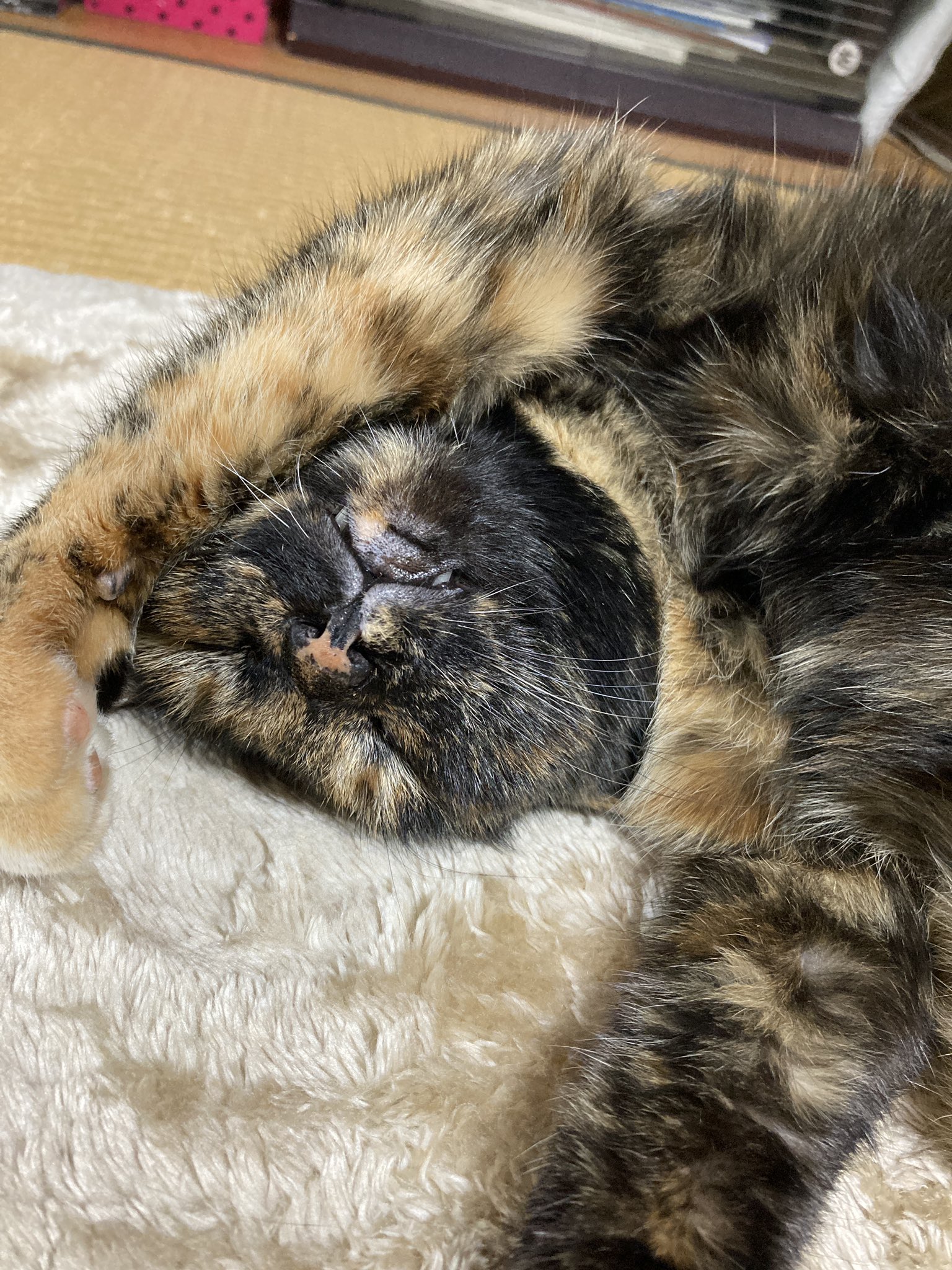 サビ丸family サビ猫は不人気 だなんて言われている今 いつか 大人気のサビ猫 に変わってほしい いや 変えていきたい まだまだサビ猫さんを知らない方もいるんじゃないかなと思うのでぜひ魅力を知ってもらいたいです というわけで サビ猫はいい
