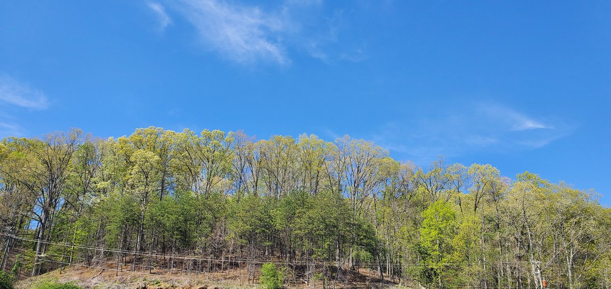 Debmitch63's tweet image. #virginia
#spring
#springinvirginia