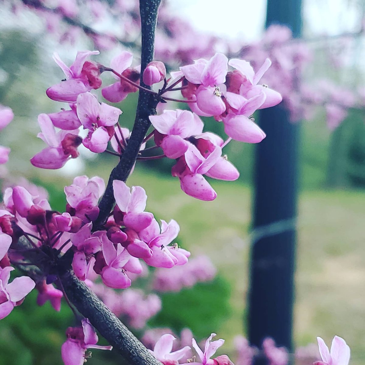 Debmitch63's tweet image. #virginia
#spring
#springinvirginia