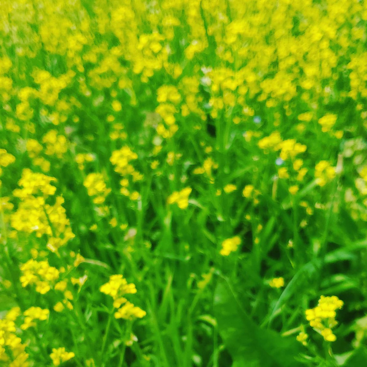 Debmitch63's tweet image. #virginia
#spring
#springinvirginia