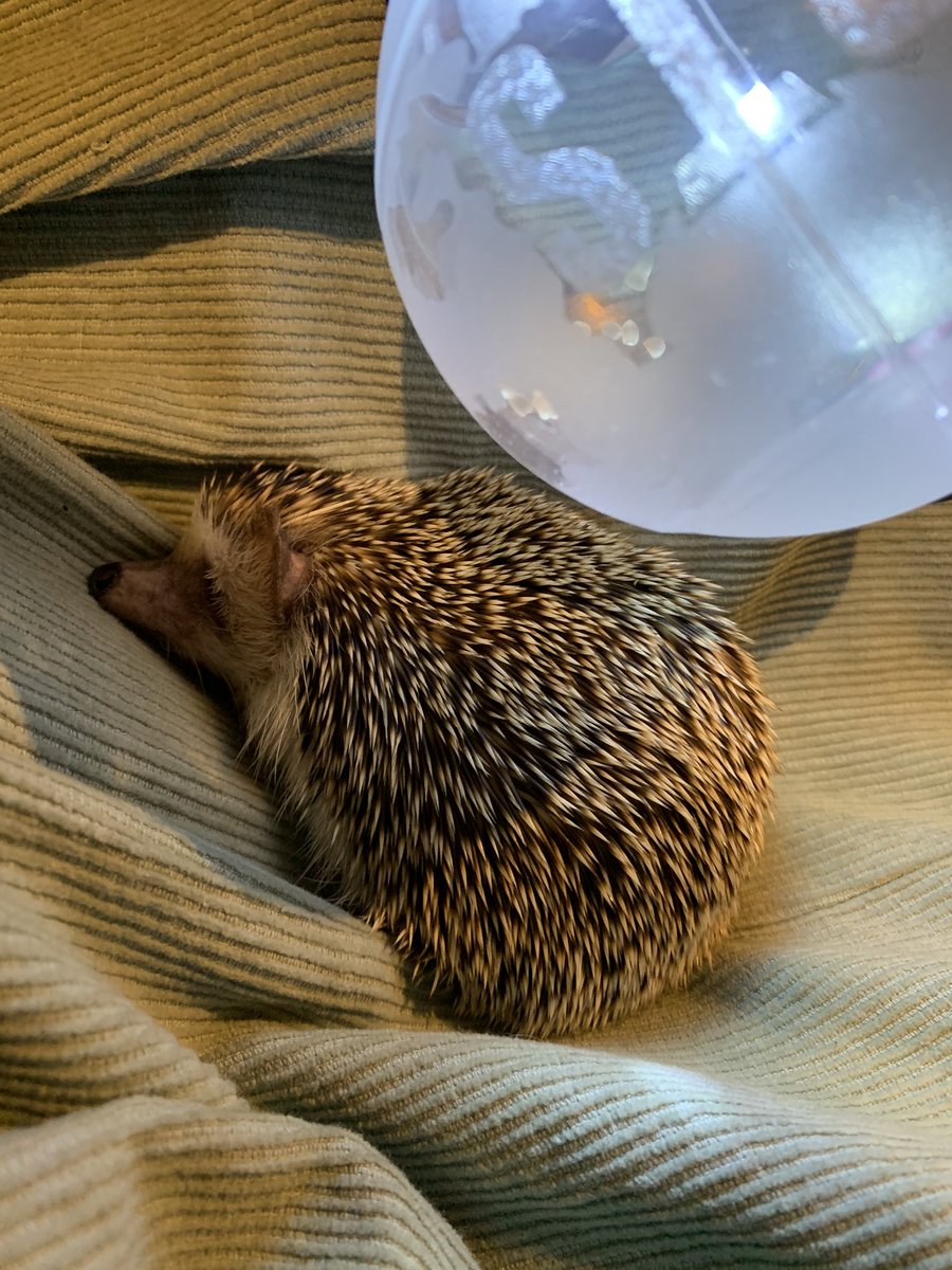 _FamiLYARMY's tweet photo. 今年も一緒に駆け抜けてくれて、ありがとね🦔🔎
#BANGBANGCON21 https://t.co/AYbgHBbfpL