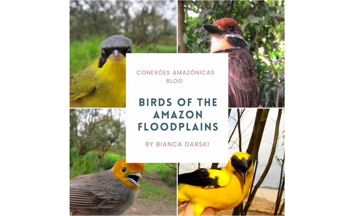 ConexAmazonicas's tweet photo. [English below]
Nosso blog aos poucos está sendo traduzido para a língua inglesa. Esperamos assim abrir novas conexões! 
-
Our blog is gradually being translated into English. We hope to expand our connections! 
#conexõesamazônicas #amazonfloodplains #amazonbirds https://t.co/q648fwOk68
