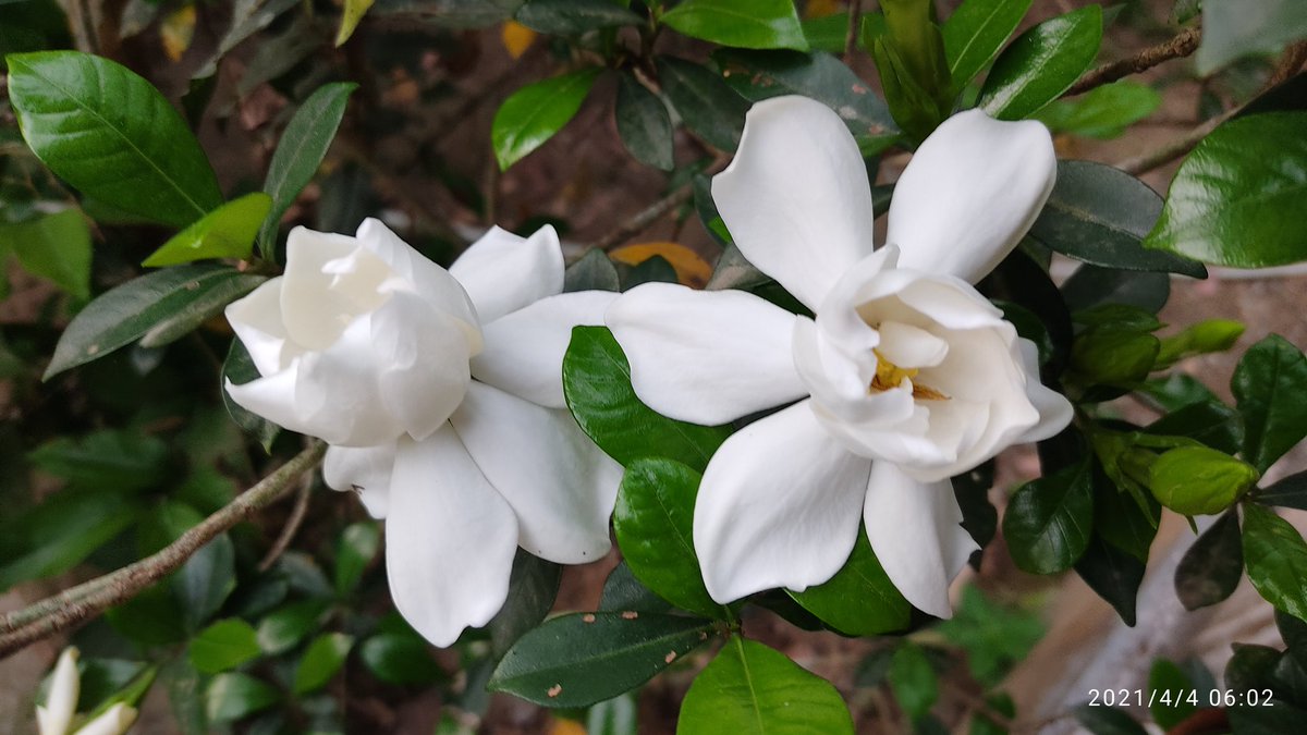 devabrot_'s tweet photo. In spring the fragrance of Gardenia jasminoides, commonly known as gardenia makes my surroundings wonderful. https://t.co/9bX5DwnRH5