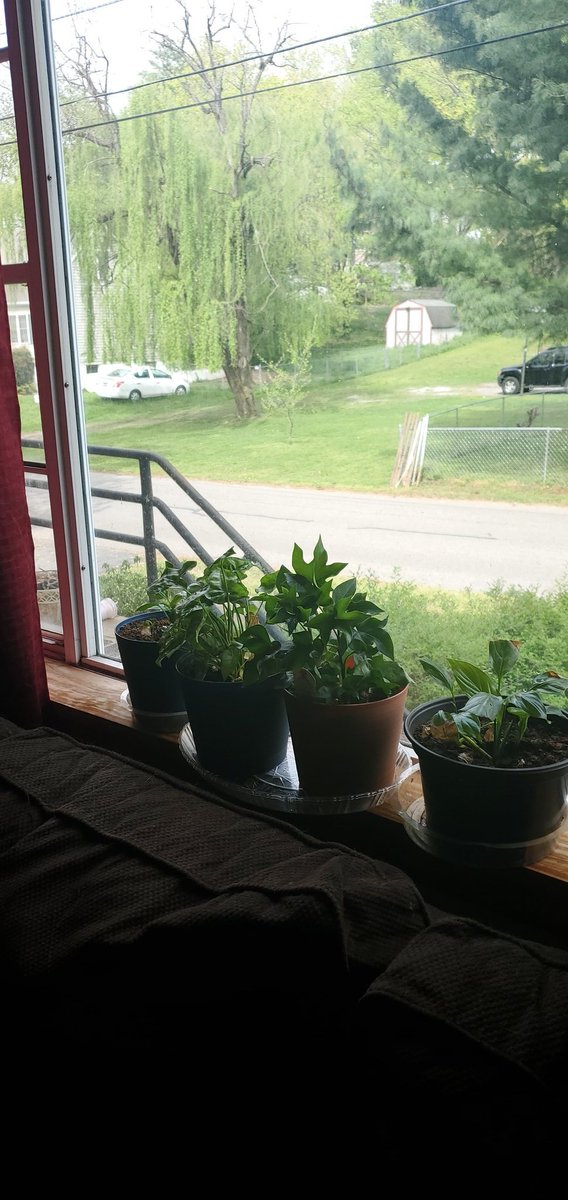 Debmitch63's tweet image. #frommywindow
#springinvirginia 
#SaturdayMorning