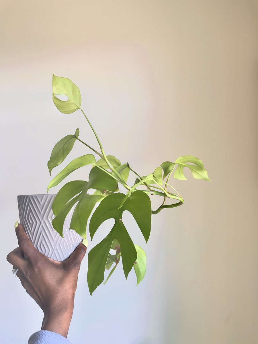 _OMGBEE's tweet photo. One of my favorites just bloooming today 
#goodmorning 
#floatingplant
#swisscheeseplant
#plantbae 😏 https://t.co/xYnPirDAS5