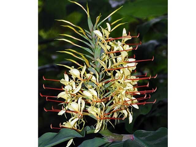 Create a tropical oasis in your own garden by planting these tropical plants that grow incredibly well in the UK - zcu.io/SNj7 

#garden #tropicalplants #tropical #gardening #londonarchitect #tropicalflora #plants