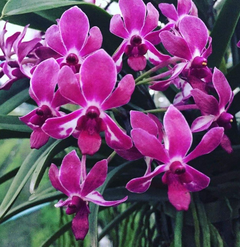More April Specials.......you keep buying us out and we'll keep putting up new specials! #motesorchids #orchids conta.cc/2Q963qa