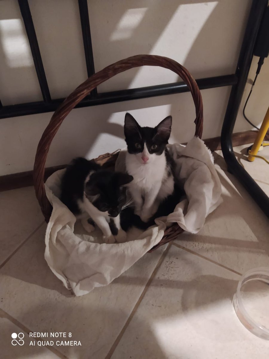 juwschutz's tweet photo. Adoção de gatinhos maninhos fofinhos!!
Florianópolis, no Canto da Lagoa.
A pessoa que os resgatou paga o transporte e a castração...

Espalhem por aí, por favor ♡♡♡ https://t.co/7F2N2wmtm5