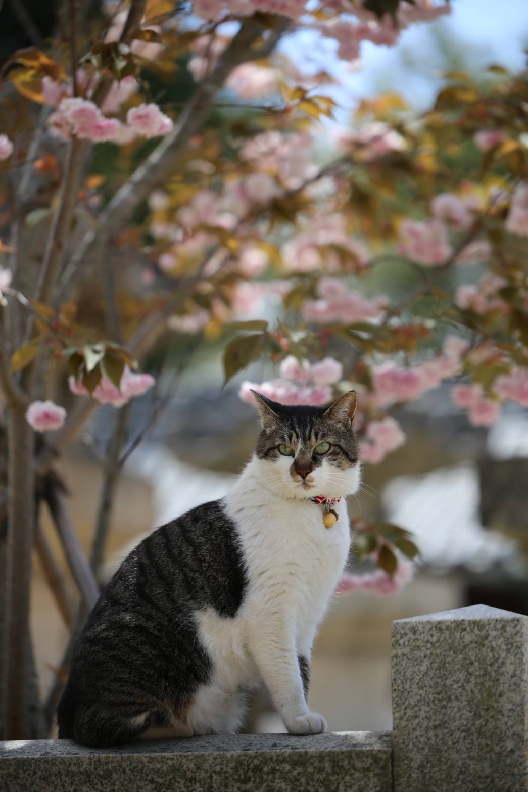 桜と猫 Twitter Search Twitter