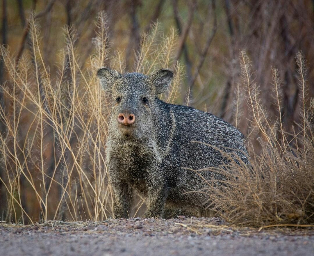505Nomad's tweet photo. Photographer 📷 Lisa Phillips, aka @lisa_a_phillips_photography on Instagram - "Javelina, Bosque del Apache National Wildlife Refuge."
#wildlife #DoNotApproach #NewMexico #nature #critters https://t.co/lWb0D8gKt5