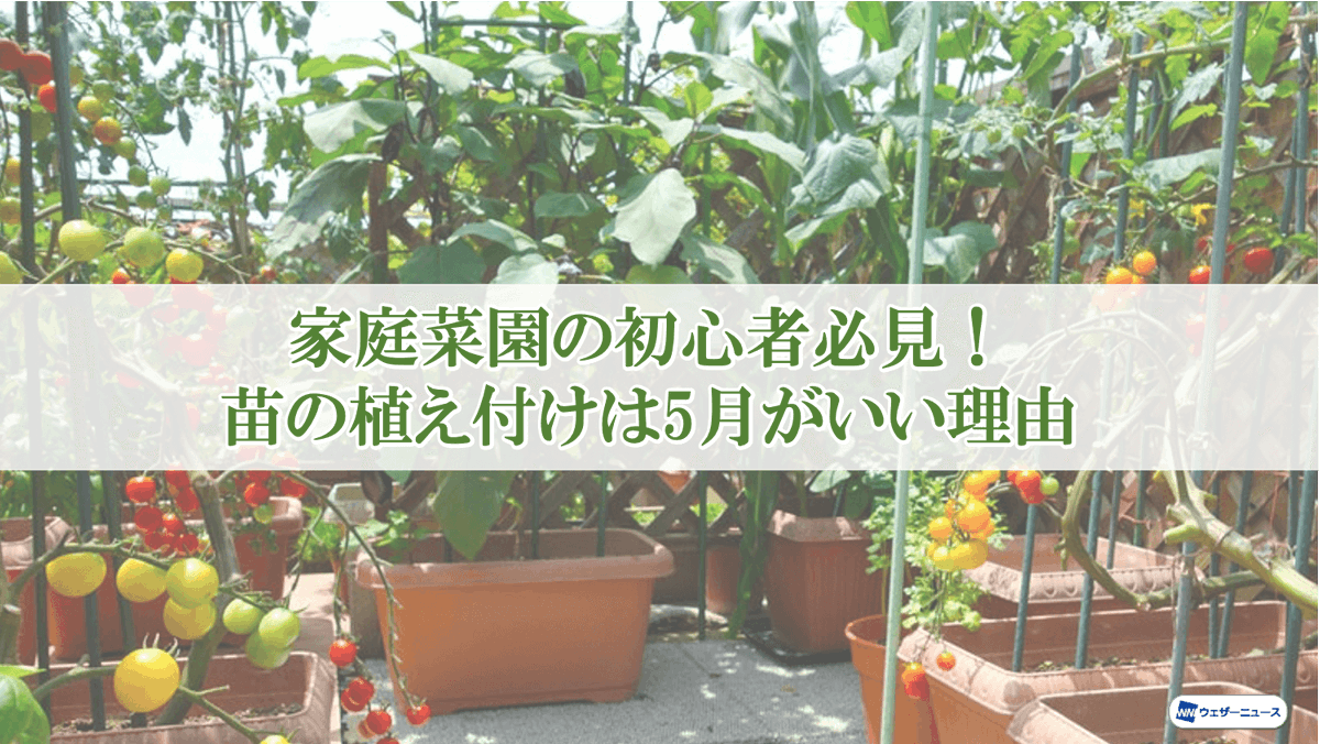 ウェザーニュース V Twitter 春は植物が育ちやすく 初心者でも野菜作りを成功させやすい 家庭菜園に適した季節といわれています 4月から5月にかけて 家庭菜園で失敗しないための注意点を 種苗や園芸製品の大手メーカー サカタのタネ 本社 横浜市 に伺いました ウェザーニュース V Twitter 春は植物が育ちやすく 初心者でも野菜作りを成功させやすい 家庭菜園に適した季節といわれています 4月から5月にかけて 家庭菜園で失敗しないための注意点を 種苗や園芸製品の大手メーカー サカタのタネ 本社 横浜市 に伺いました