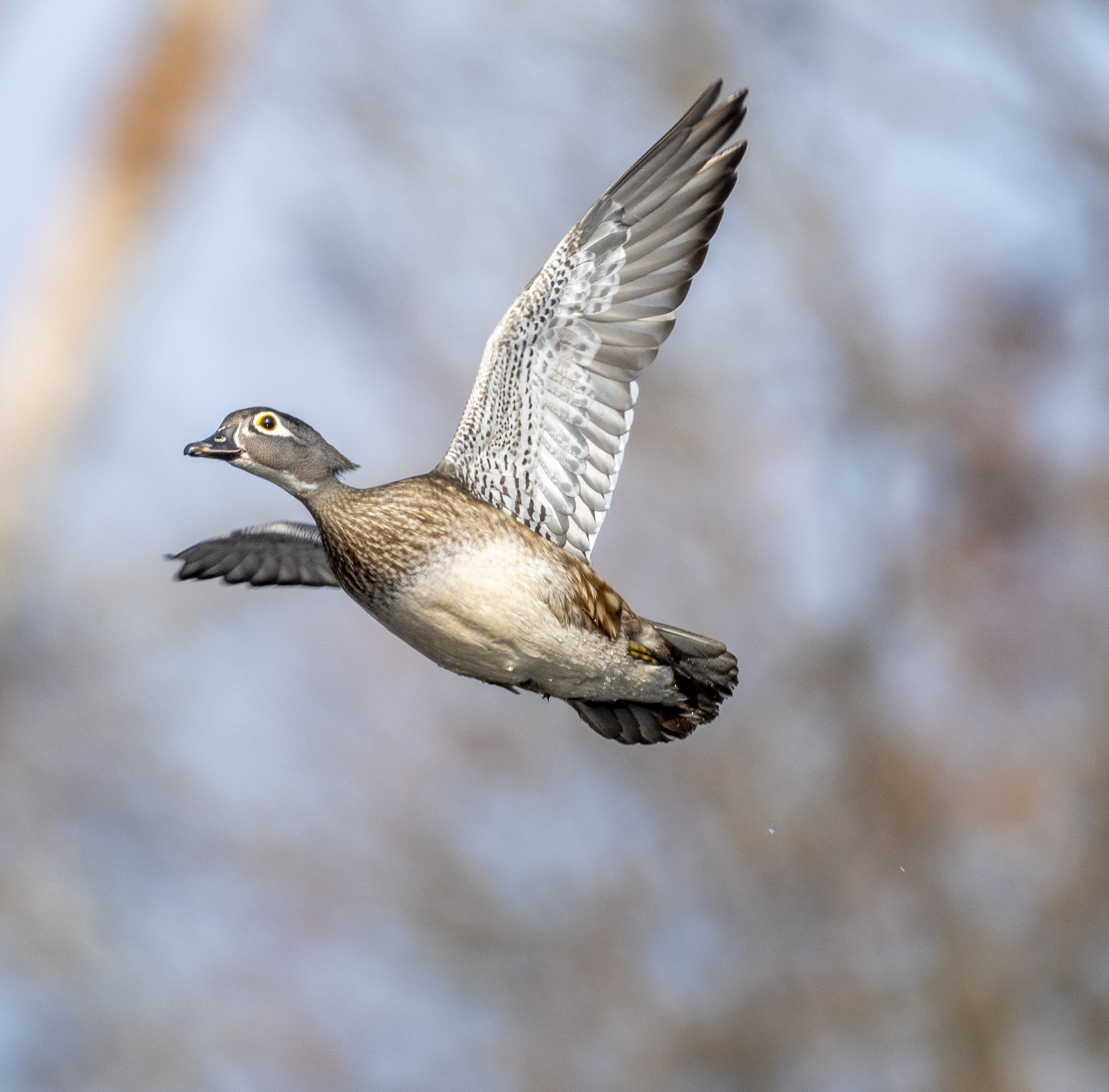 Jocelyn Anderson Photography on X: "A female Wood Duck taking off from the  pond. https://t.co/jXWeF8XTry" / X