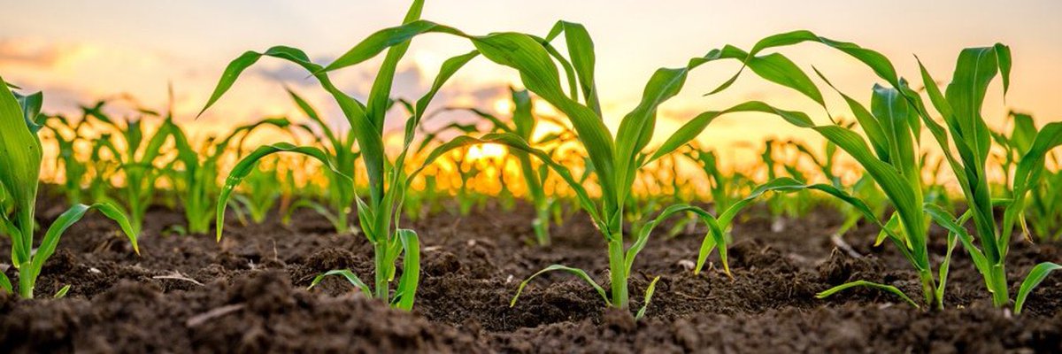 Al pasear por el campo uno se siente en paz, pero… ¿y si te dijera que en ese suelo agrícola se está librando una batalla por los nutrientes más letal que un grupo de abuelas intentando coger caramelos en la cabalgata de Reyes? Abro #HiloTesis <a href="/RedDivulga/">Red Divulga</a> <a href="/upvehu/">UPV/EHU</a> @ehuscientia