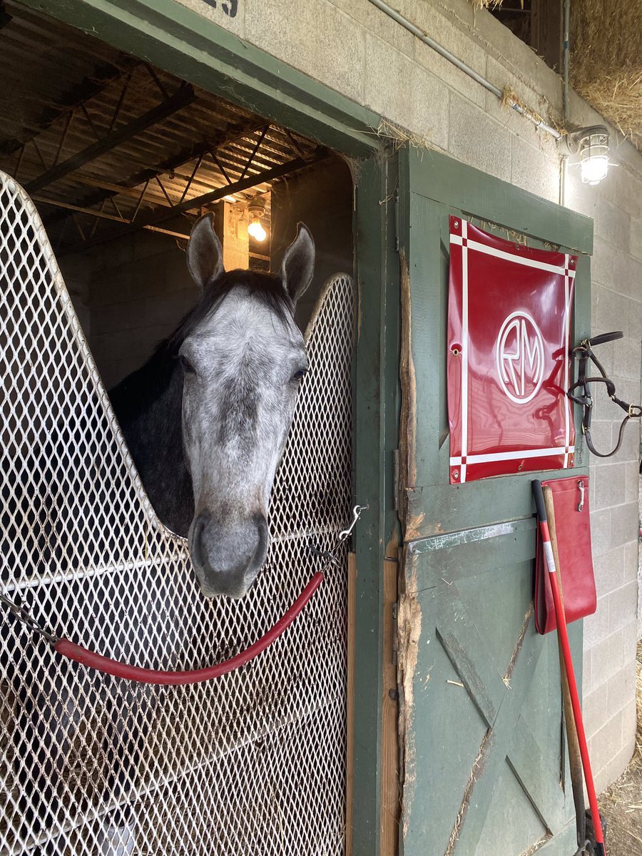 LBBStables's tweet photo. Big thanks to LBB’s Assistant to the Regional Manager, for grabbing some photos of our new Arky duo - Clearly Mad (CD-bound eventually) and Prince Leo (CBY-bound). Both came out of their races in good order. Still one or two more to add! #ClearlyMad #PrinceLeo https://t.co/cdBfiVUWQP