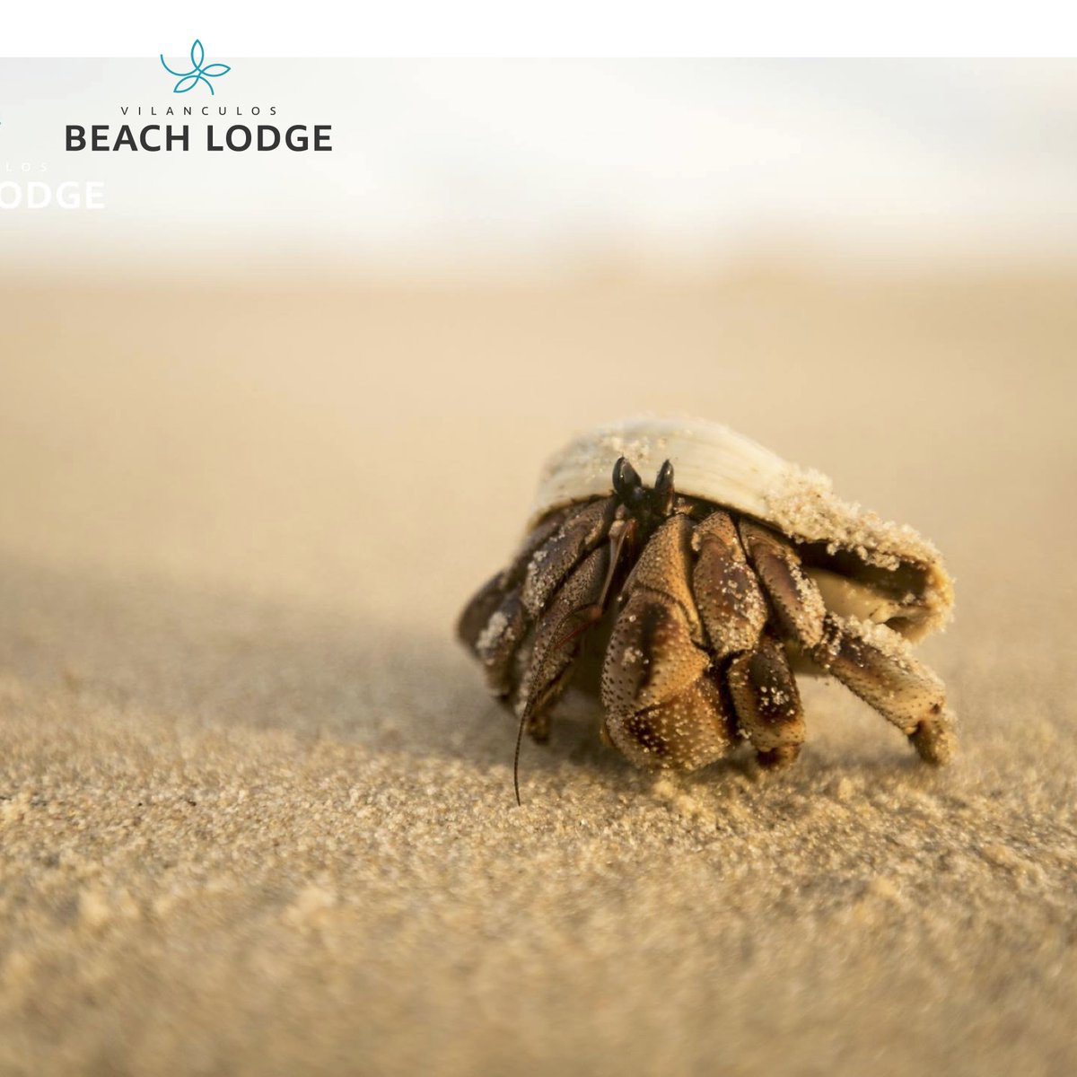 vbl_lodge's tweet photo. At the beach, life is different. Time doesn't move hour to hour but mood to moment. We live by the currents, plan by the tides and follow the sun. 
 - Sandy Gingras
Book direct now on:   https://t.co/A5fUuSxVpJ
📱 +258 800 8484 or 💻 Reservations@vilanculosbeachlodge.com https://t.co/c6Omin7kmB