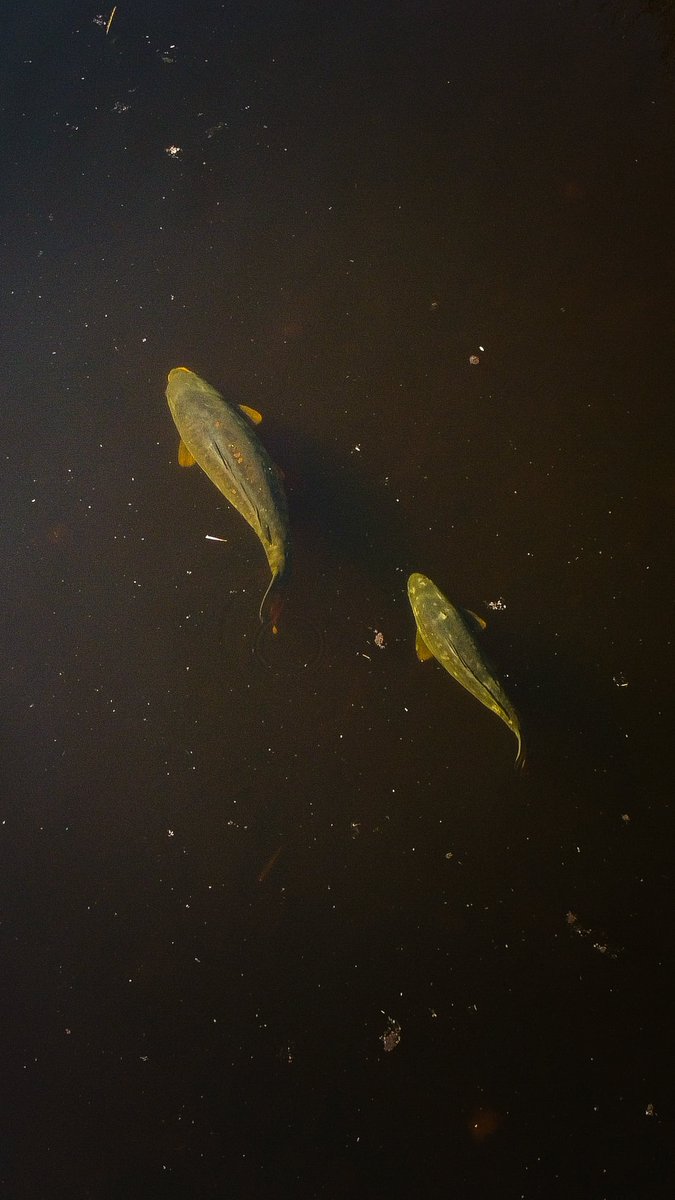 You turn up, walk in the first peg, hope up the tree and see this.

What are you doing?
Popping a bucket in and continuing the search for more or legging it back to the motor for some gear?

#CygnetTackle #CygnetIndication #Carp #Carping #Carper #Angler #CarpAngler #Angling