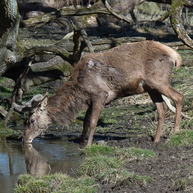 knud66's tweet photo. #wildlife #photography #dyrehaven #nature #wildlifephoto #animal #wildlifephotographer https://t.co/fs54cdXeK9