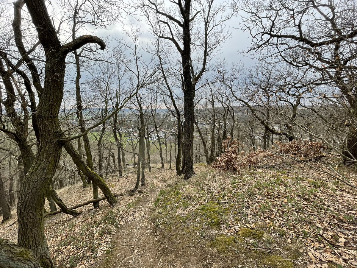 SebVonRB's tweet photo. Kleine #Wanderung abgeschlossen. War ganz nett. Leider war die #Hardtburg geschlossen. Dafür eine keltischen #Ringwall angeschaut und eine alte #Funkanlage des ehemaligen #Regierungsbunkers lag auch auf dem Weg. #weekend #sun #komoot #sideseeing #justforfun https://t.co/5ECYycj2r1