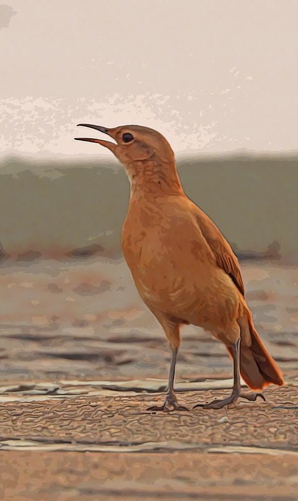 EdvaldoFSJr's tweet photo. Human habits are different during weekends and weekdays, and thus urban wildlife is exposed to a dynamic level of perceived risk weekly.

How urban cycles of human activity alter the behavior of a duetting bird? Read our new paper out in @IBIS_journal 

https://t.co/SzYQxRumVn https://t.co/liHeLZVy8N