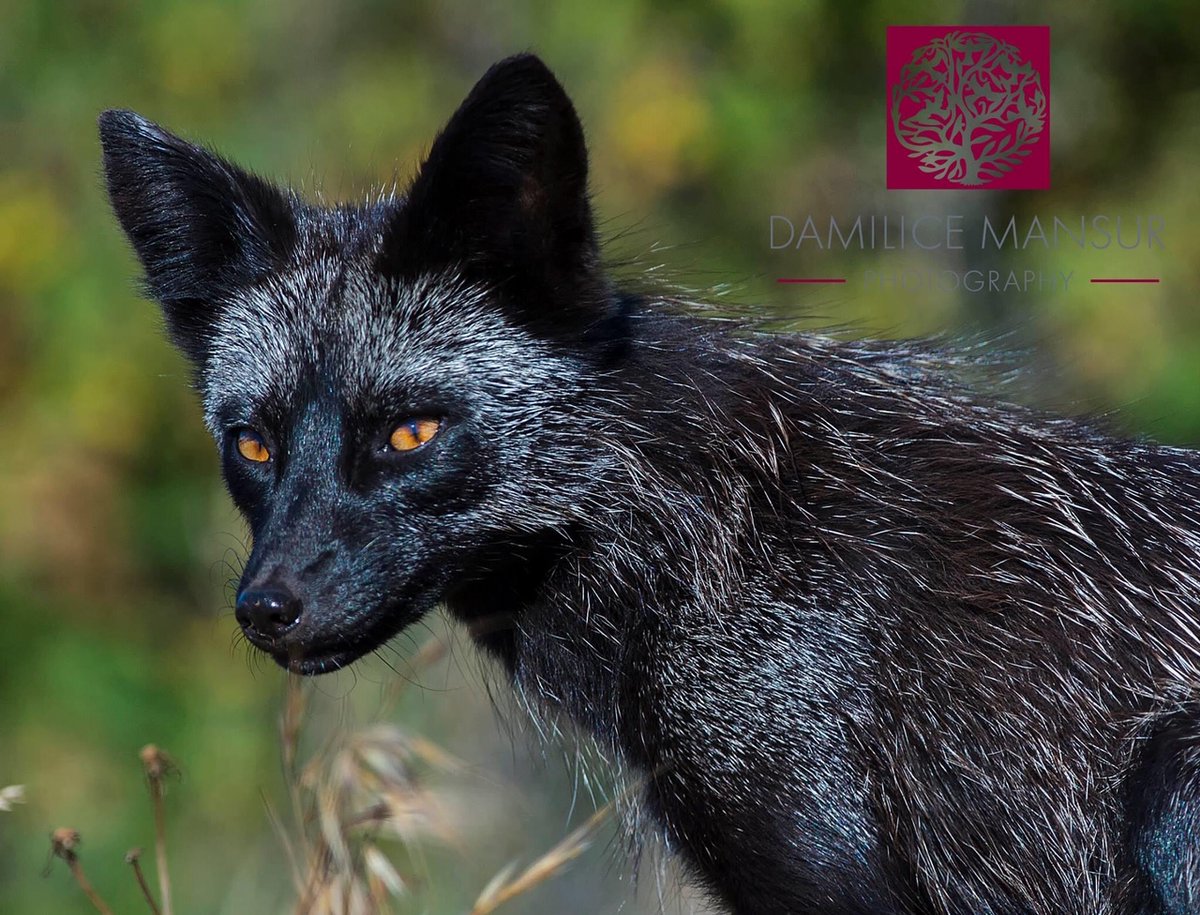 DamilicePhoto's tweet photo. They are called “red” fox, but you may be surprised to discover that they can be orange, silver, or black. Black foxes are rare in most parts of the world, but they are quite common on San Juan Island, WA. @ThePhotoHour #BBCWildlifePOTD #wildlifephotography #naturephotograpahy https://t.co/Zdr9e9cvkD