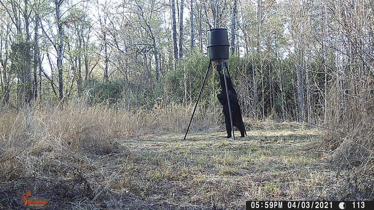 Check out these #WildgameInnovations trail camera views from David Cooper! #WildgameTrailCam