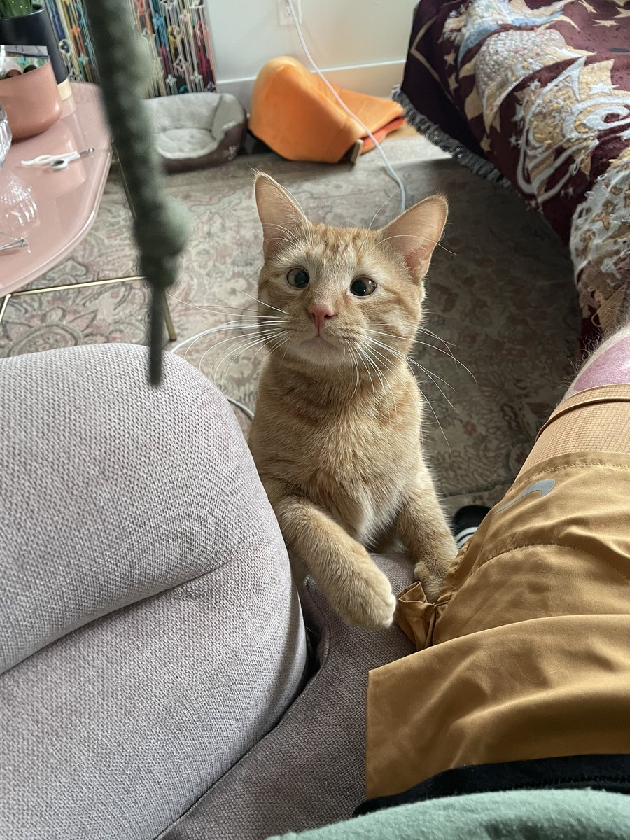 #caturday