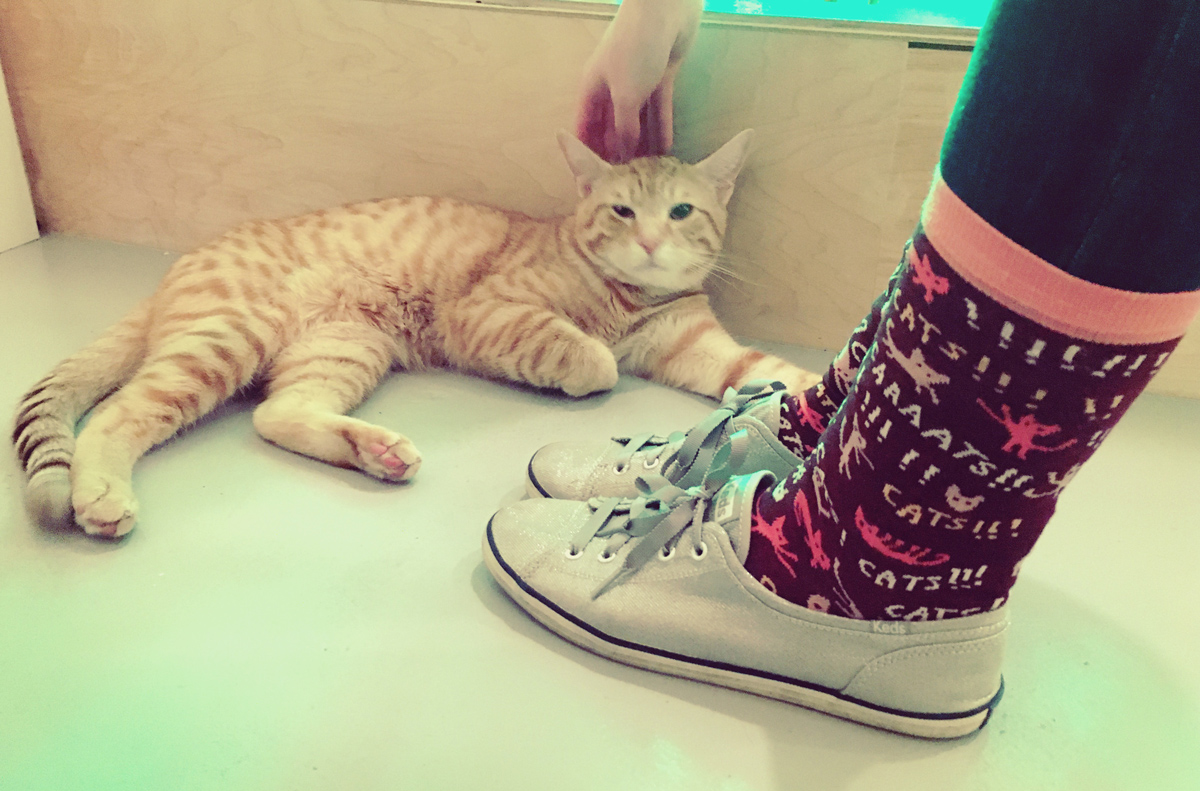 Happy Caturday to all the kitties at <a href="/nekocatcafe/">NEKO Cat Cafe</a>, especially this sweet boy Reynard.