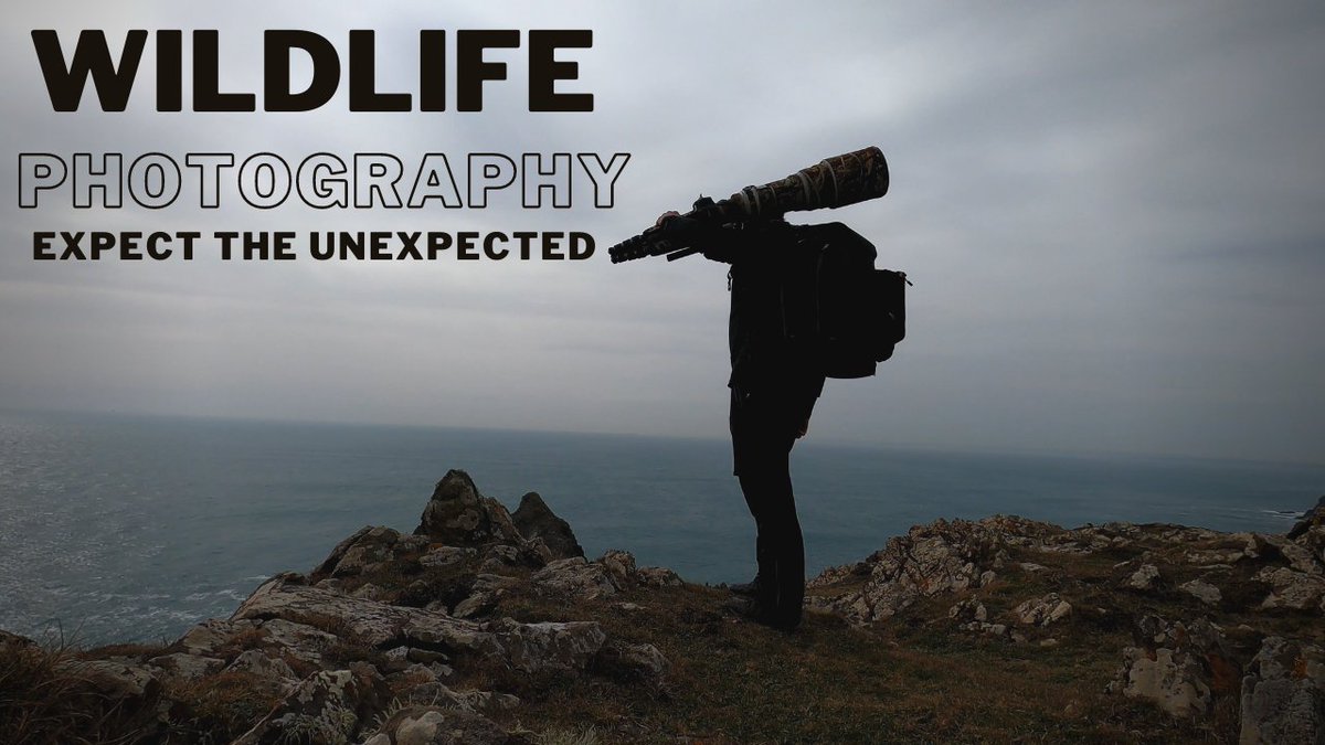 Richard Birchett Wildlife Photography tweet media