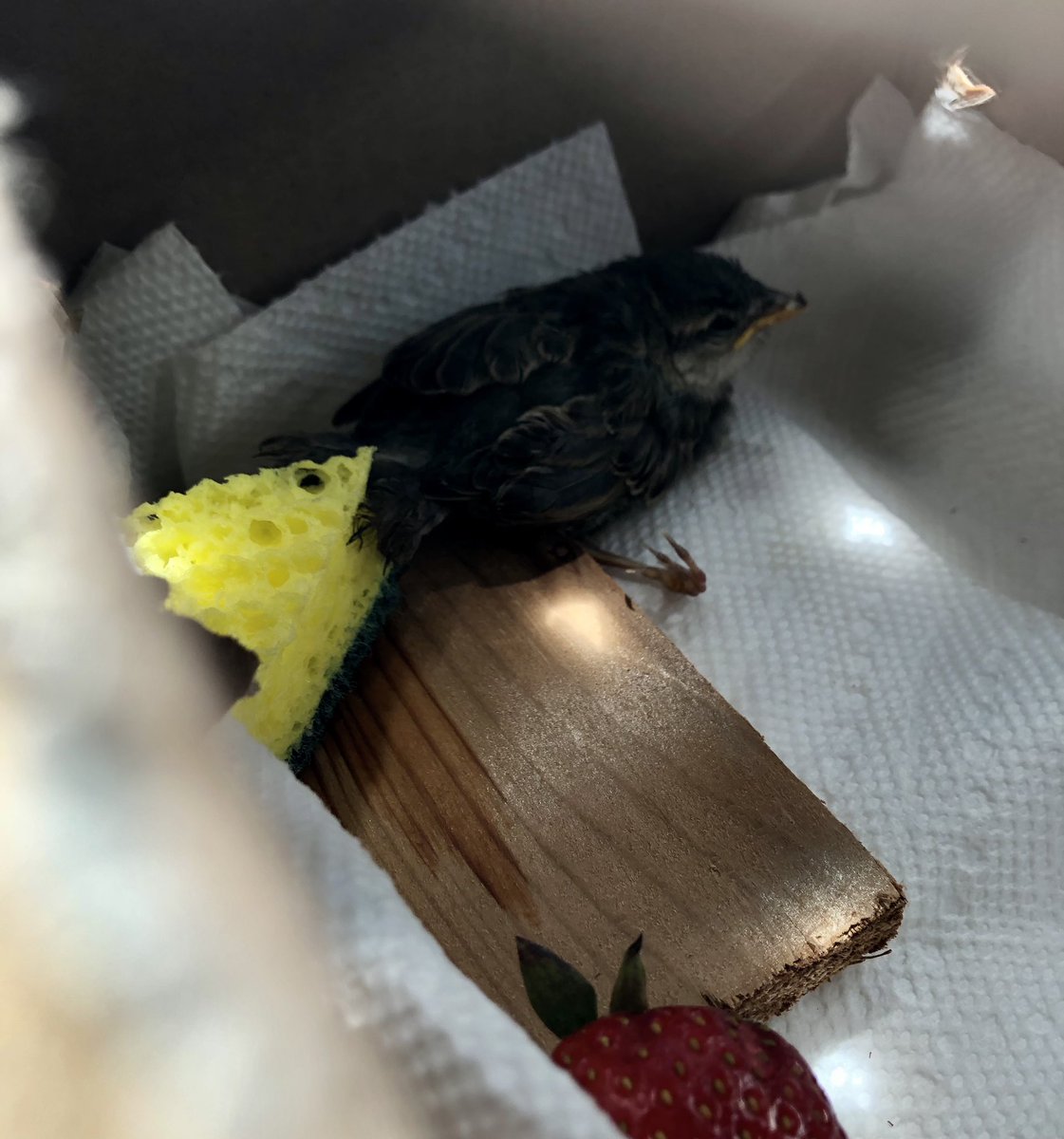 Bird Rescue Update #5

Halfway to the rescue. Checking in on Drumstick. Snacks appear untouched; apparently the charcuterie board is better as a bench.