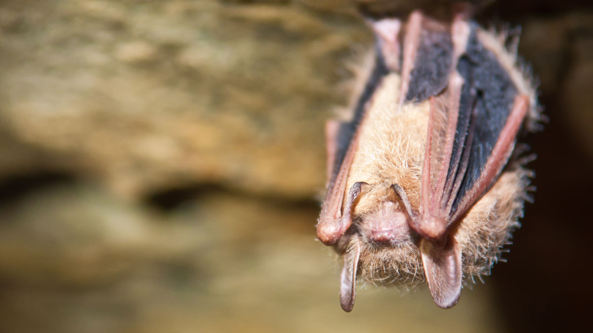 NatlAquarium's tweet photo. Bats are the only mammal that can truly fly, and they've made their home in nearly every corner of the Earth! Approximately 1,400 species of bats can be found in diverse habitats worldwide, with the exception of Antarctica. https://t.co/kjeLwyDBXw