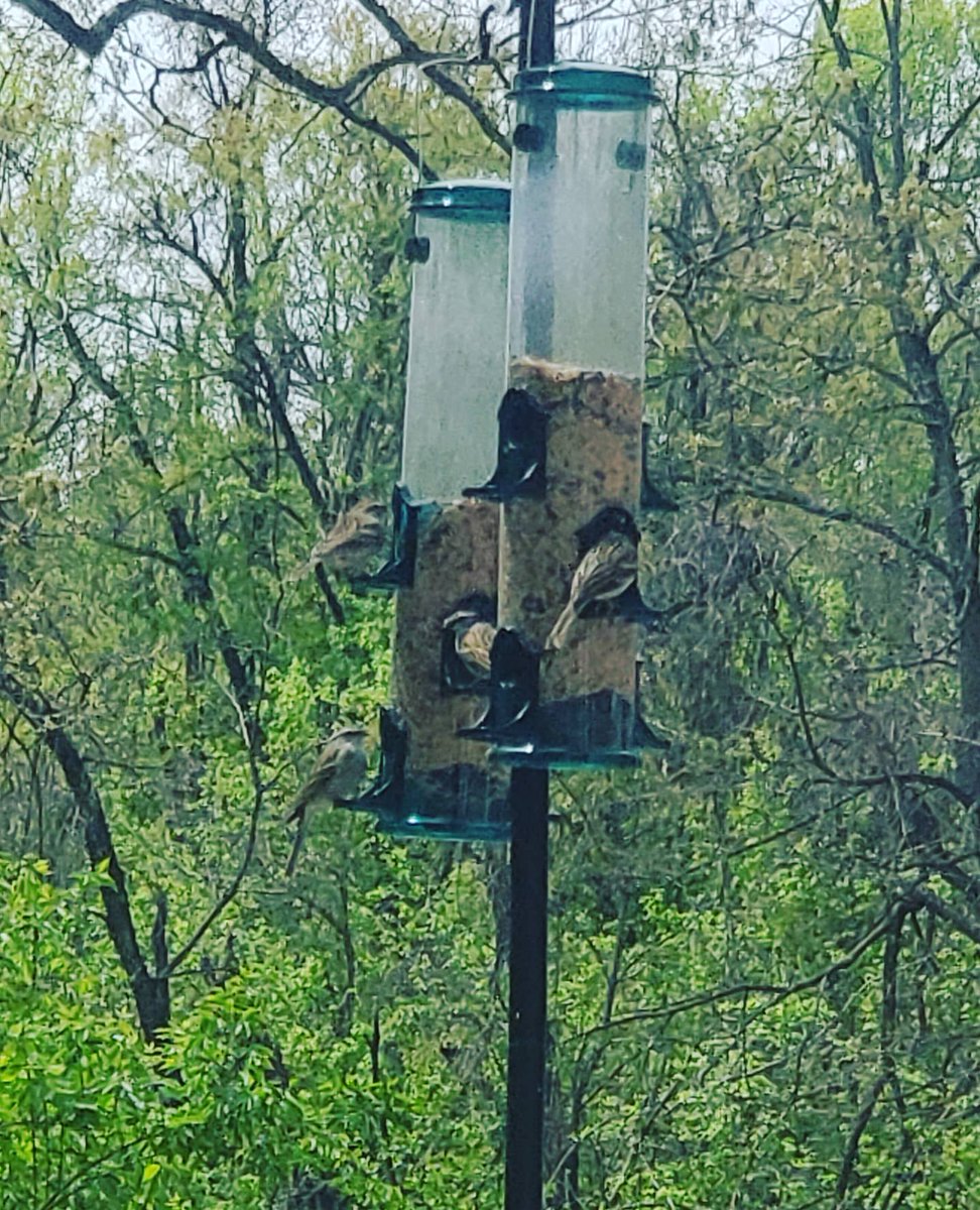 Debmitch63's tweet image. #springinvirginia 
#birds
#birdfeeder