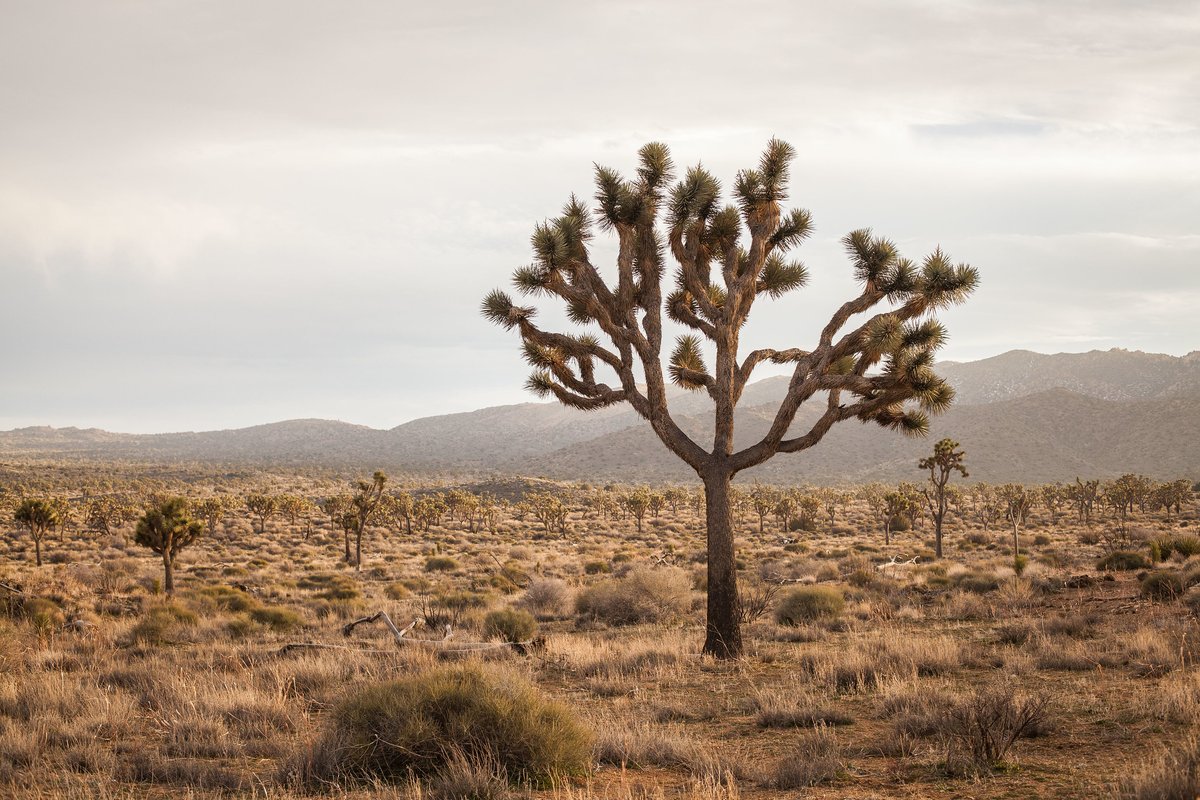 JoshuaTreeNPS's tweet photo. Have you followed our #ScienceInParks series? Perhaps you learned that wildlife species in the Mojave may migrate to higher elevation to find cooler and wetter habitats (called “climate refugia”) as climate change progresses. 

Photo: NPS / Renata Harrison https://t.co/TbvPO4w9zA