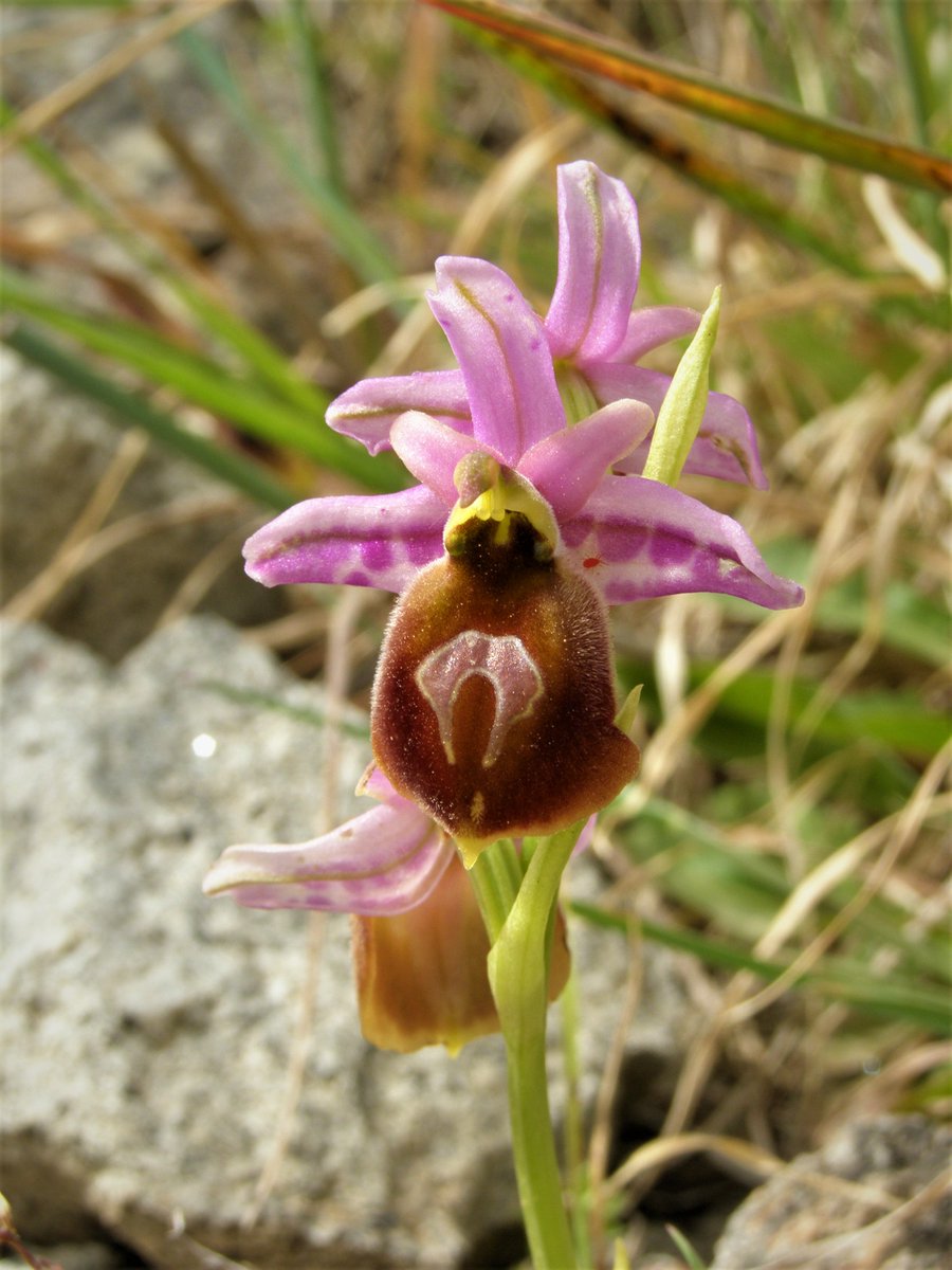 pdimi2's tweet photo. Ophrys tenthredinifera, Ophrys argolica lesbis, and a Serapias in @lesvospetrified (could @thenewgalaxy help us in identifying of Serapias?)
#Lesbos #lesvos #Greece #orchids #ophrys #plant #wildlifephotography #NaturePhotography #wildflowers https://t.co/zWQHEK5TYC