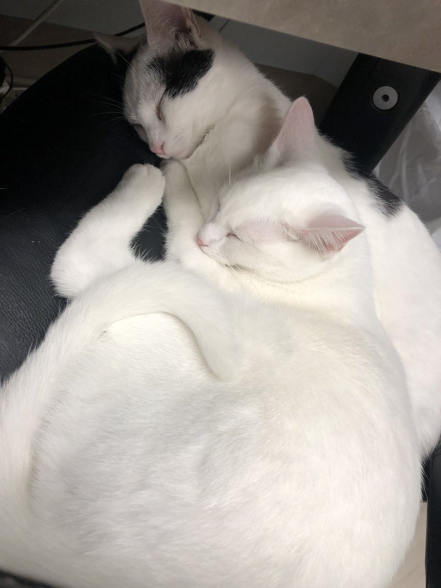 ConnectionKitty's tweet image. Our names are Simon and Mickey. We are bonded 1-2 year-old brothers. We want to be adopted together. We would do great in a family environment. We do great with all ages. We are great with other cats and could possibly even be introduced to dogs. Contact kc@kittyconnection.net