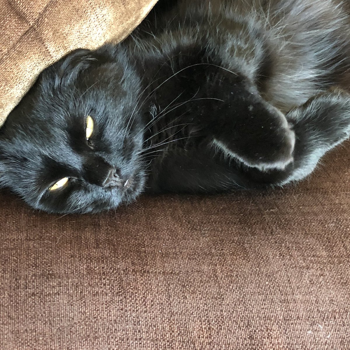 opendayrotation's tweet photo. This ferocious beast took us her first offering. A rather beautiful and very dead bird on the door step this morning. #burderer https://t.co/DLtGUJENAv