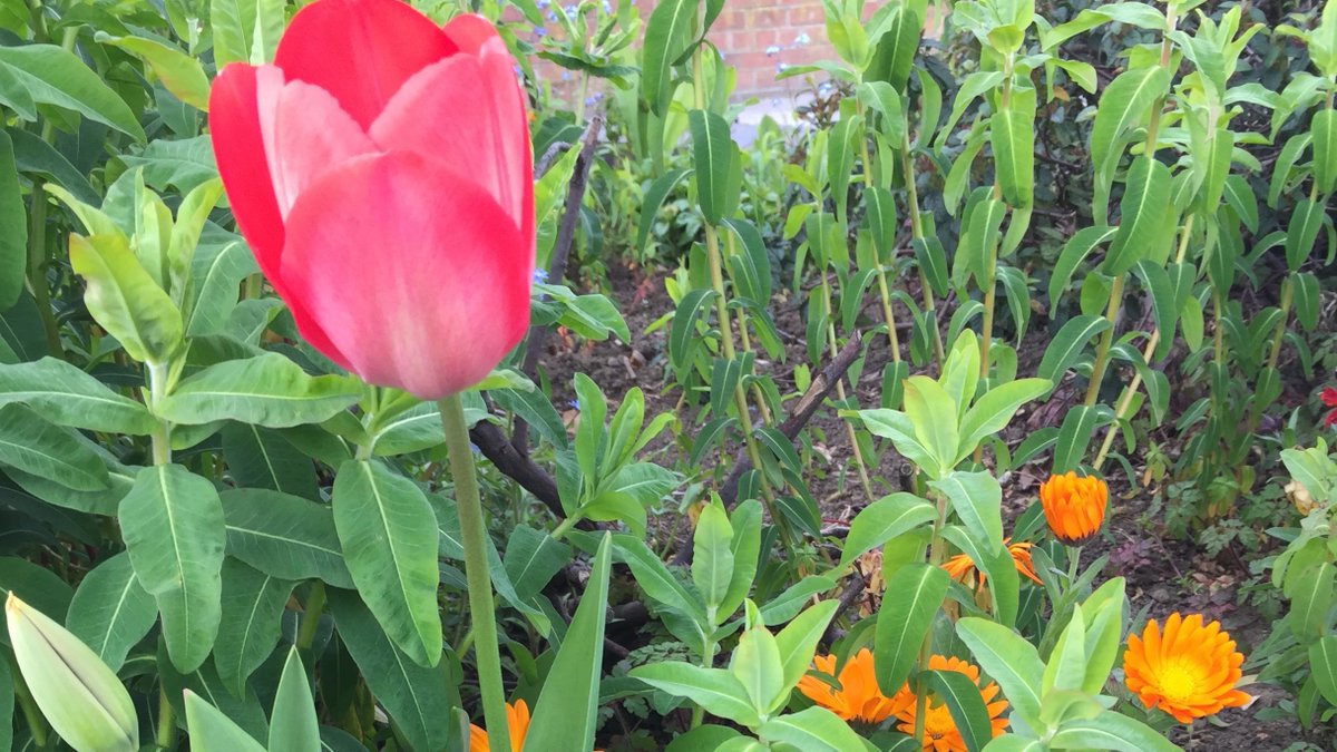 SWGardeners's tweet photo. We’ll be in George Lane tomorrow between 11am and noon doing a spot of weeding. If you’re going to the #SouthWoodford Sunday Market please stop by and say hullo. #shoplocal https://t.co/q7IVldoHWS