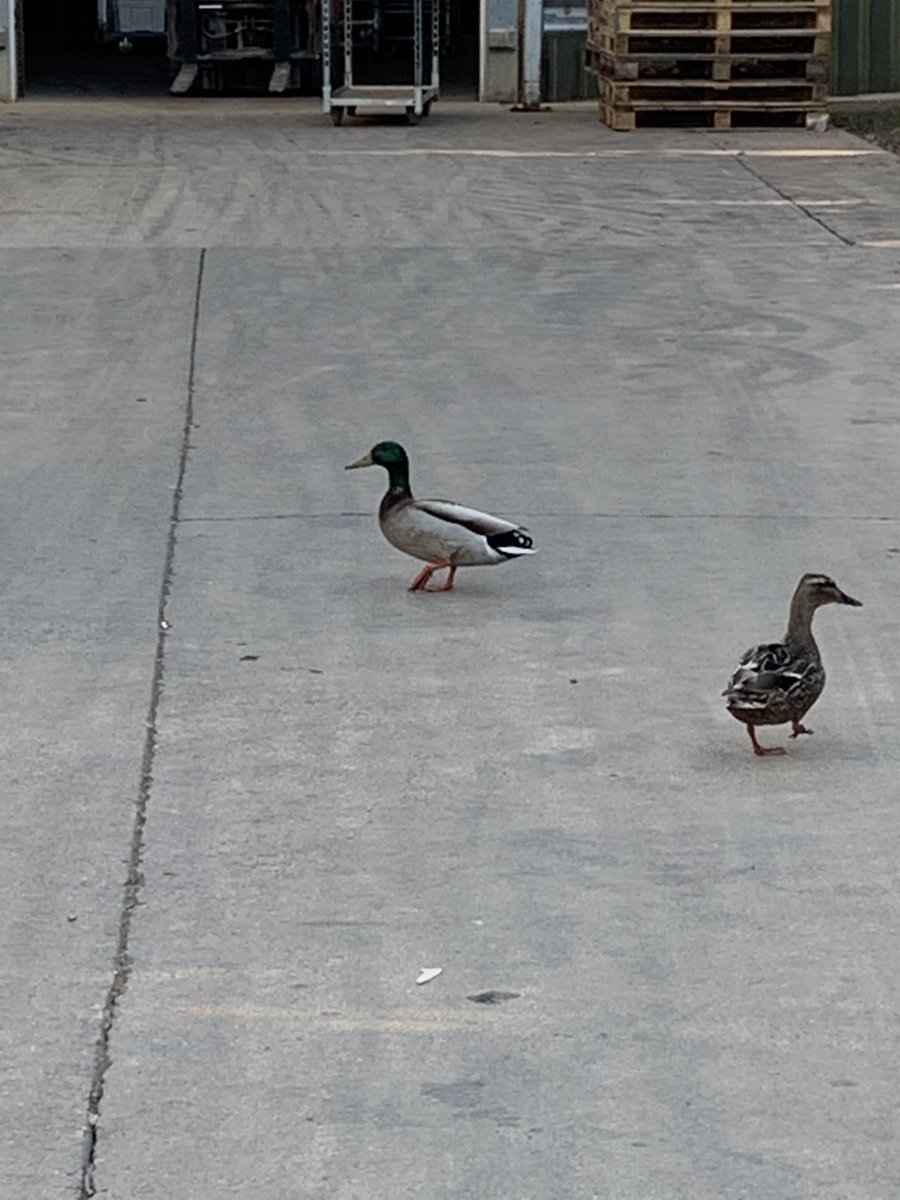 Our resident Mr &amp; Mrs just having a walk round the yard.