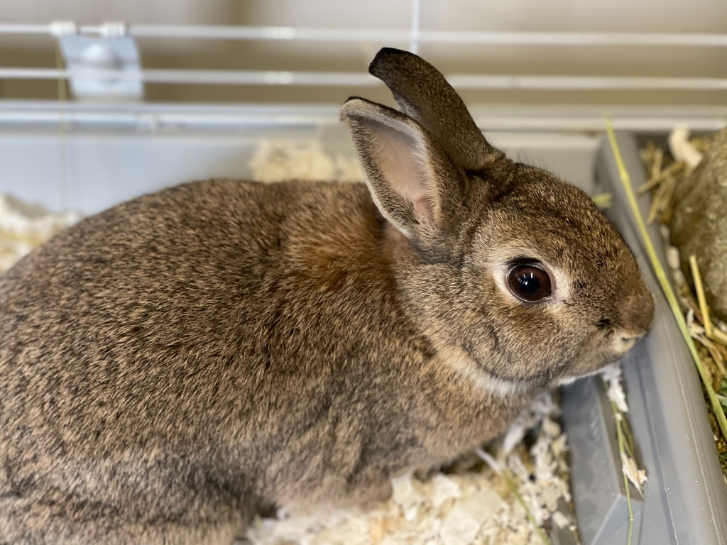 AdoptableBuns's tweet photo. Flip is a young American from #HydePark, NY with special needs. https://t.co/XvvOxOxZOo https://t.co/CgM7ytkKzR