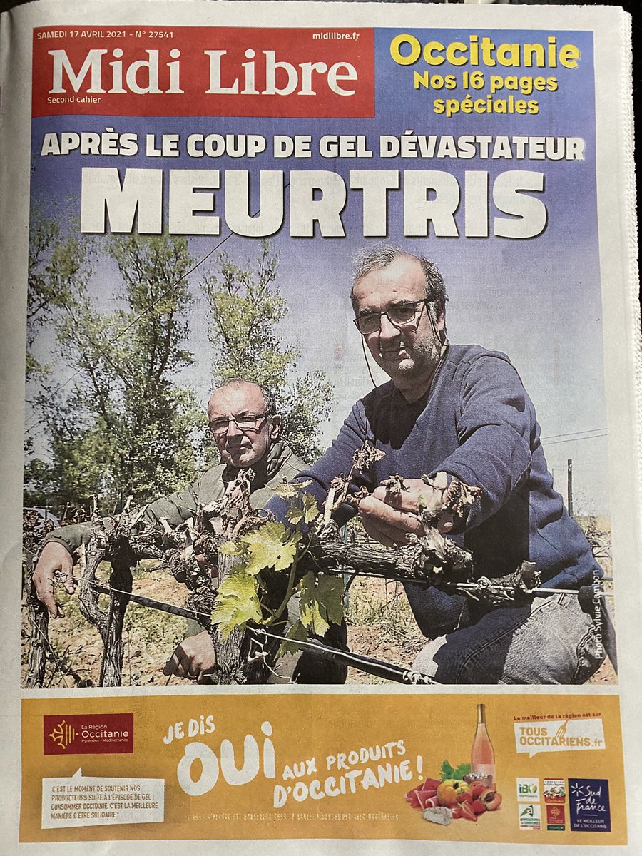JeanGuizard's tweet photo. ✍️ Un bel article avec une interview de Damien Babel du Domaine Guizard dans le numéro spécial du Midi Libre sur les conséquences du gel dévastateur dans les vignes en @GdMontpellier, Vins @VinsPaysdOcIGP 👌
 #gel #languedoc #domaineguizard #presse #midilibre #vigne #vigneron https://t.co/m0MWyK9vTB