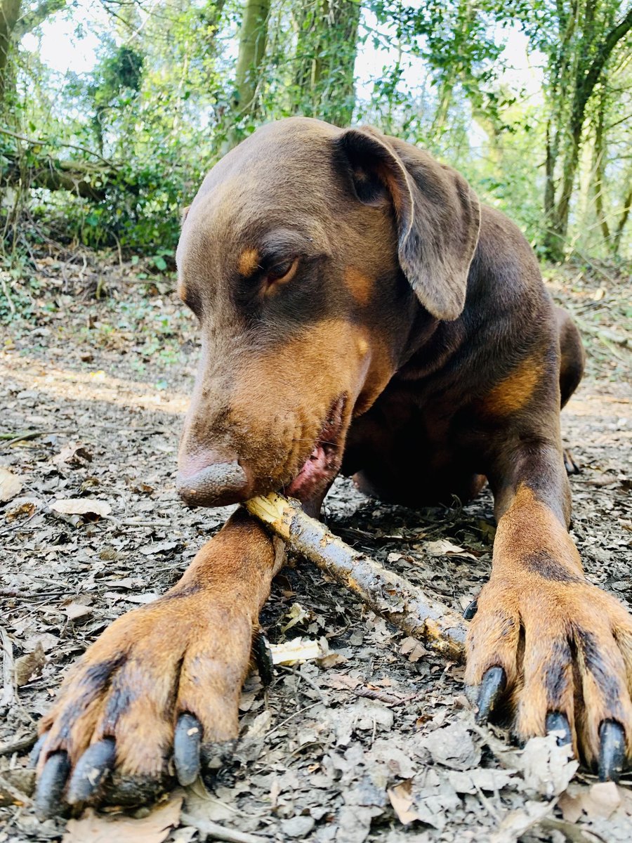 DobermanRoxythe's tweet photo. Hello Murphy here...........
We’re on our evening walk & for goodness sake sssssssssssssssssshhhhhhhhh!!!!
I’ve got a #Small stick.
Do not tell Lola repeat do not tell Lola
#LolaandMurphy #SmallStick #Dobermann https://t.co/nQzhUV9FBB