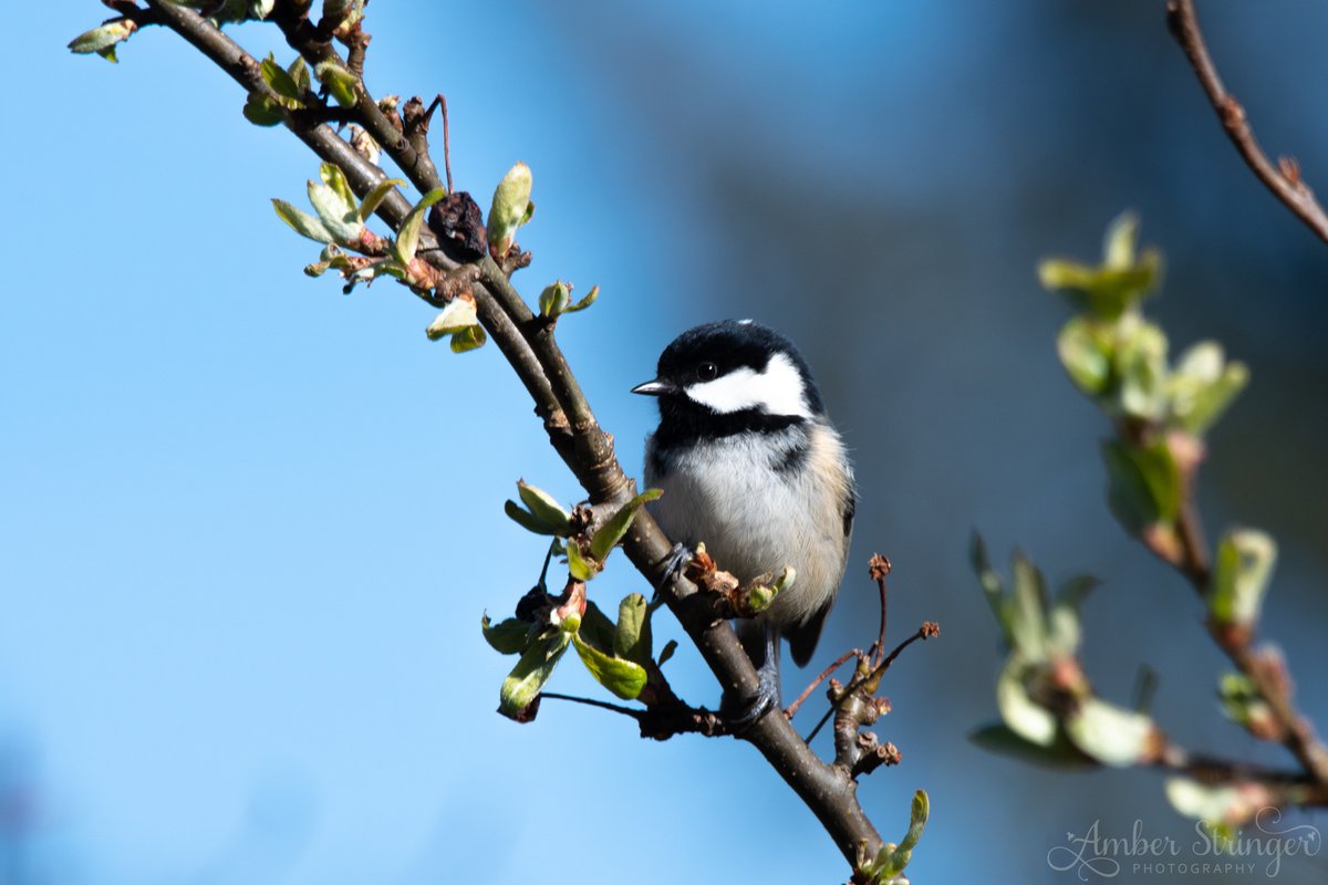 AmberPStringer's tweet photo. ~ Coal Tit ~ 
.
.
#TwitterNatureCommunity #coaltit #birdphotography #BirdsSeenIn2021 #photography #nikon #nikonuk #nikonphotography https://t.co/6zACuaAk5c