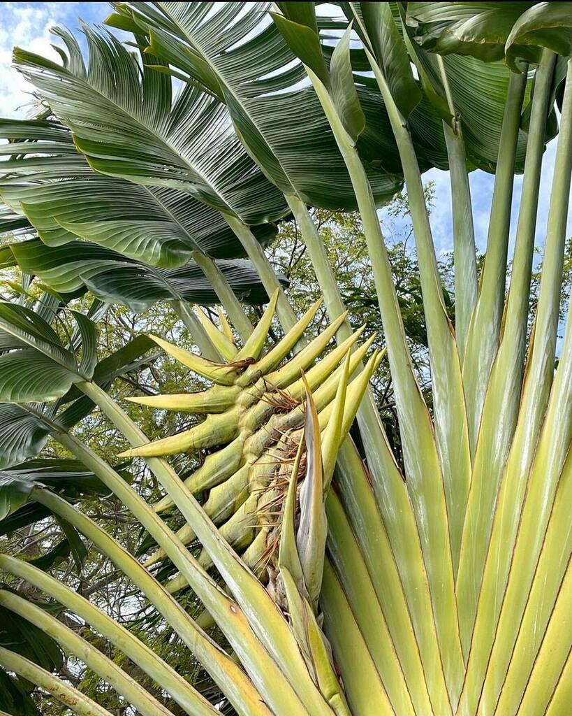 voyagenfrancais's tweet photo. [MIAMI en français] Cet arbre aux allures tropicales, c’est “l’arbre du voyageur”: son tronc contient de l’eau potable et peut donc étancher la soif des voyageurs.
.
📸 @the_sunnyside_up
.
.
#miamibeach #southbeach #sobe #oceandrive #endlesssummer #underthepalmtrees #caribbea… https://t.co/gWx7oBGoD0