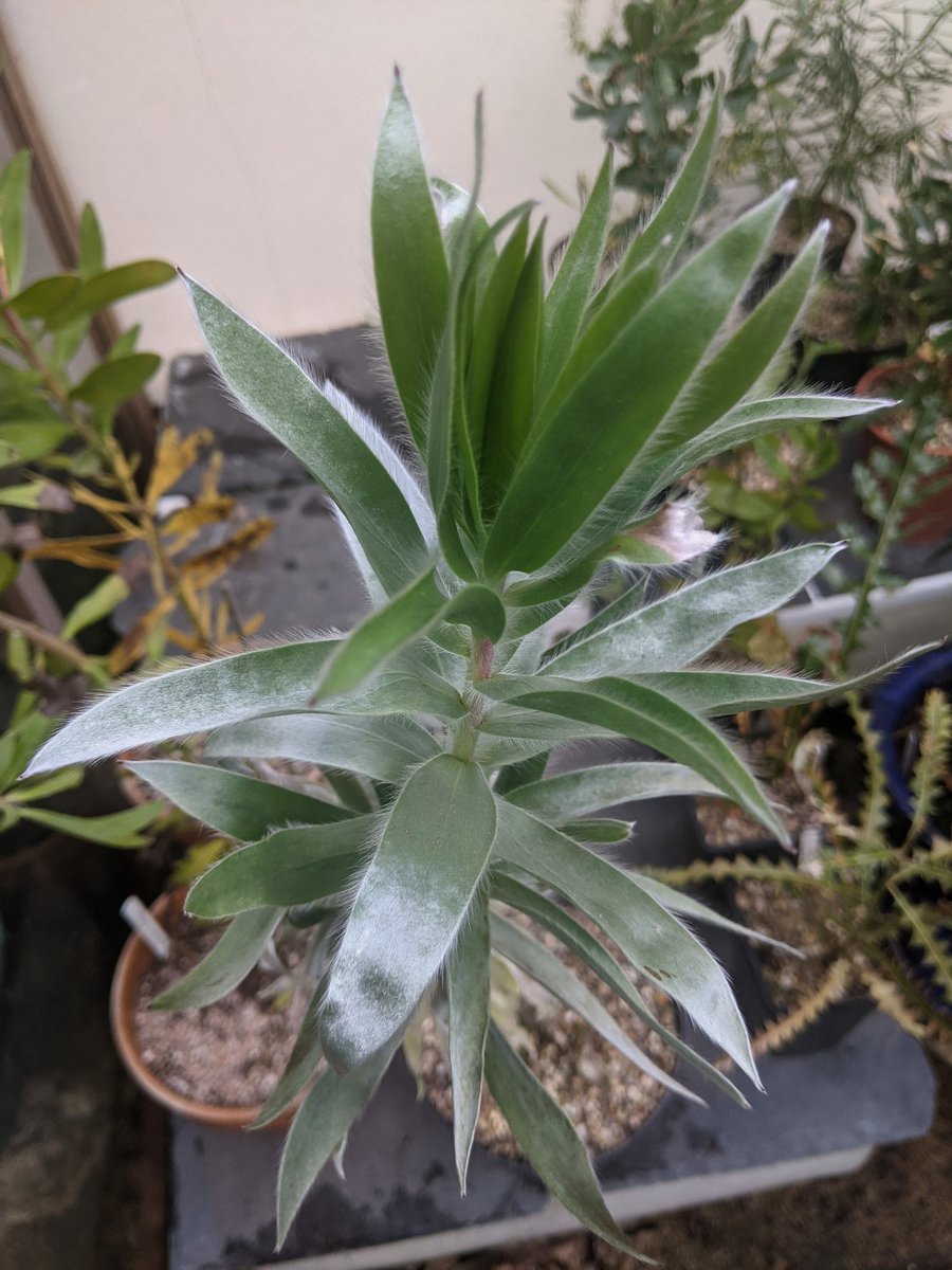 GardeningSaul's tweet photo. Took the decision it was time to take down one poly-tunnel and start getting plants outside - so the #Proteaceae are now out - #Leucadendron argenteum, Leucadendron 'Safari Sunset', #Banksia blechnifolia and #Paranomus reflexes all have stunning #foliage #spring #garden https://t.co/kIS8dMaLzU