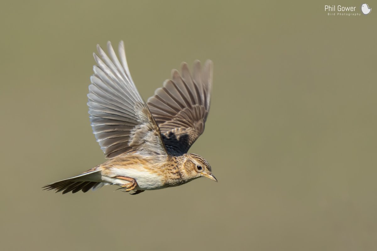 Skylark Ascending #wiltsbirds #birdsinflight #salisburyplain