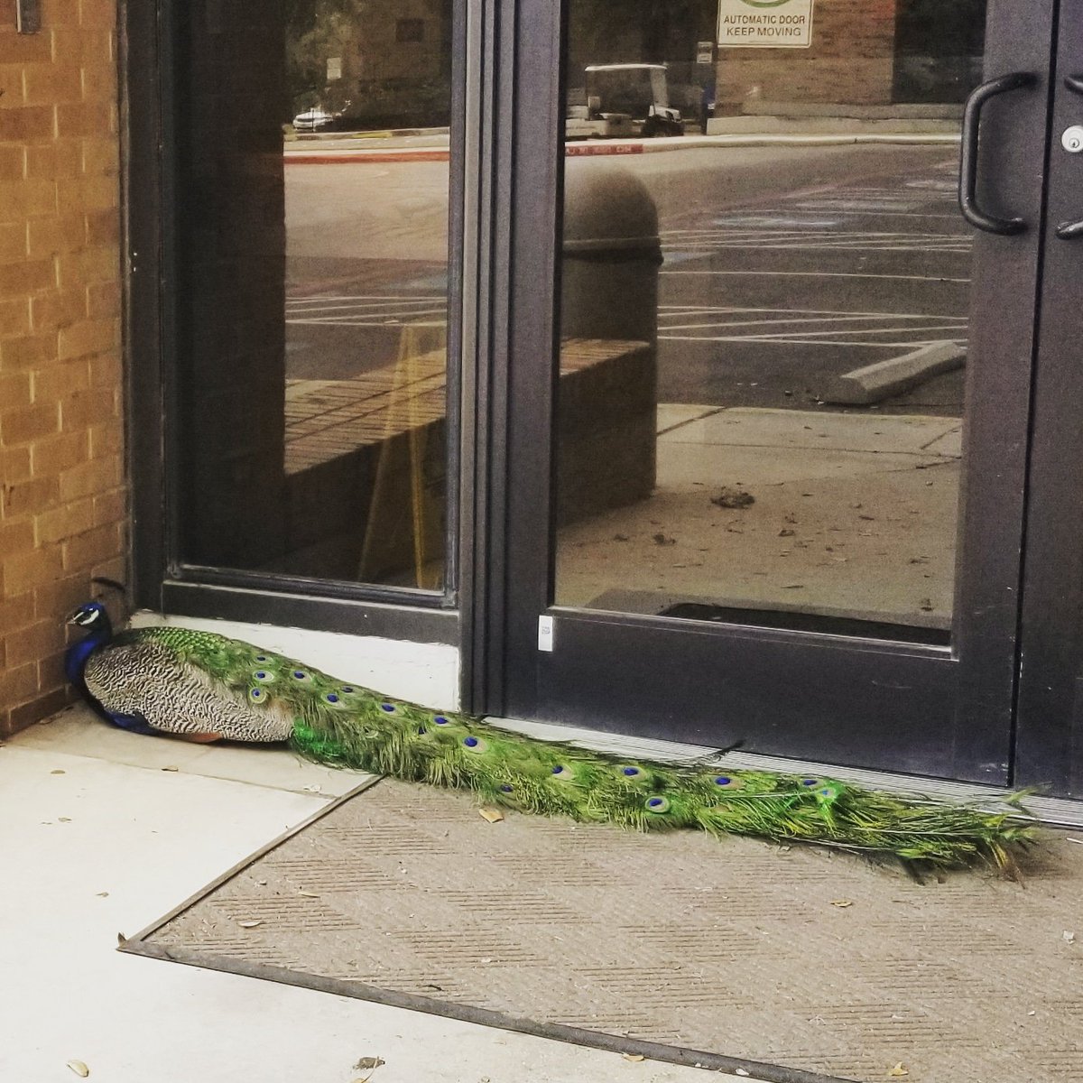Only in San Antonio can your Saturday afternoon lab plans be disrupted by a peacock guarding the door.