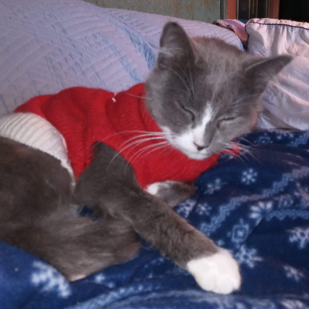 FloofParadox's tweet photo. Say hello to Pfeiffer in her winter sweater, from our Facebook furend Carol Abts
#catsweater #catsinsweaters https://t.co/9yR5N4g6fz