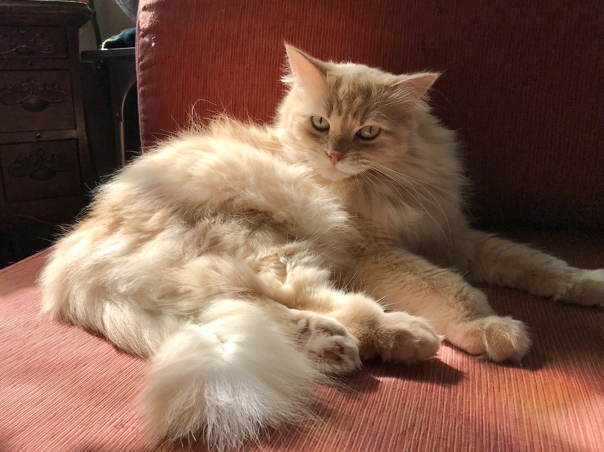 LeafLee6's tweet photo. Look at my glorious #furbaby Barbarella! Happy #caturday everybody!
#leftistPets #greenpets #mainecoon https://t.co/YxmEDG9xYe