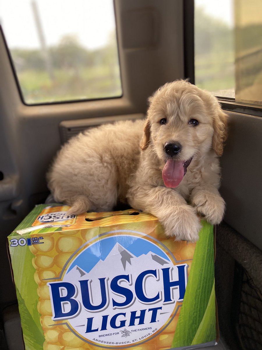#buschctocontest
