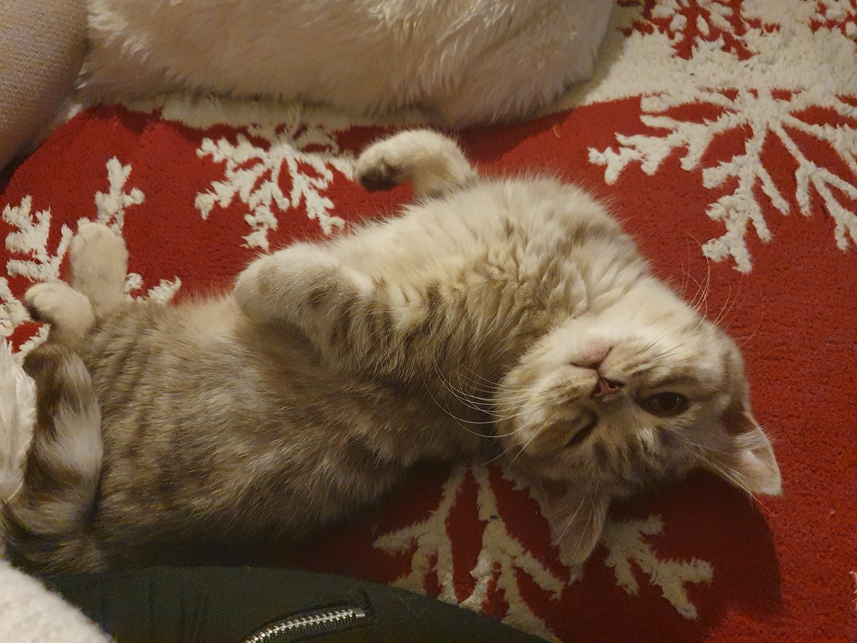 MaelysFretz's tweet photo. @tavujesus Joyeux Anniversaire ma belle 🥰🎉🎉🎉 ( en cadeau des photos de mon mini monstre de 5 mois ) 😁🐱🐱 https://t.co/VTLDoCFfuH